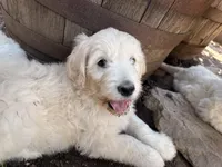 Sunshine, a female English Goldendoodle for sale in Evergreen, CO – 1 of 6