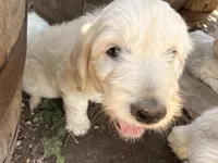Sunshine, a female English Goldendoodle for sale in Evergreen, CO – 3 of 6