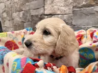 Bruce, a male English Goldendoodle for sale in Evergreen, CO – 5 of 5
