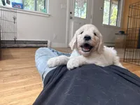 Glitter Britches, a female English Goldendoodle for sale in Evergreen, CO – 6 of 6