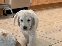 Krypto, a male English Goldendoodle for sale in Evergreen, CO – 2 of 6