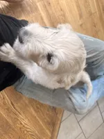 Pom Pom, a female English Goldendoodle for sale in Evergreen, CO – 5 of 6