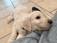 Tiny Tim, a male English Goldendoodle for sale in Evergreen, CO – 4 of 6
