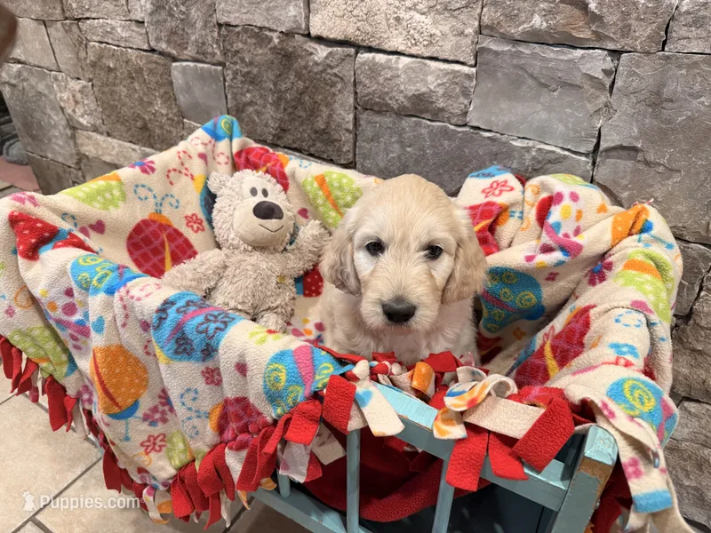 Bruce – English Goldendoodle puppy for sale in Evergreen, CO