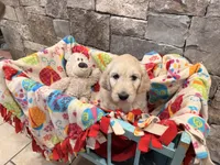 Bruce, a male English Goldendoodle for sale in Evergreen, CO – 1 of 5