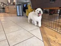 Sunshine, a female English Goldendoodle for sale in Evergreen, CO – 6 of 6