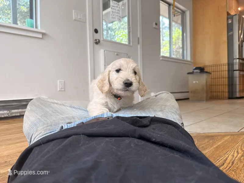 Pom Pom – English Goldendoodle puppy for sale in Evergreen, CO