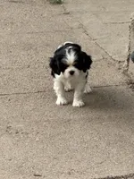 Cam, a male Cavalier King Charles Spaniel for sale in Axtell, NE – Photo 1 of 2