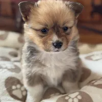 Billie, a female Pembroke Welsh Corgi for sale in Axtell, NE – Photo 1 of 5