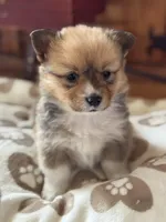 Billie, a female Pembroke Welsh Corgi for sale in Axtell, NE – Photo 1 of 5