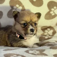 Billie, a female Pembroke Welsh Corgi for sale in Axtell, NE – Photo 5 of 5