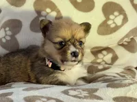 Billie, a female Pembroke Welsh Corgi for sale in Axtell, NE – Photo 5 of 5