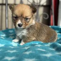 Billie, a female Pembroke Welsh Corgi for sale in Axtell, NE – Photo 3 of 5