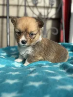 Billie, a female Pembroke Welsh Corgi for sale in Axtell, NE – Photo 3 of 5