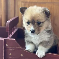 Billie, a female Pembroke Welsh Corgi for sale in Axtell, NE – Photo 2 of 5
