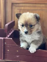 Billie, a female Pembroke Welsh Corgi for sale in Axtell, NE – Photo 2 of 5