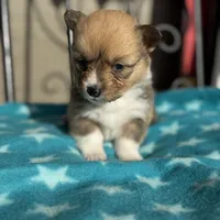 Billie, a female Pembroke Welsh Corgi for sale in Axtell, NE – Photo 4 of 5