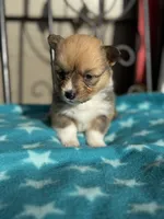 Billie, a female Pembroke Welsh Corgi for sale in Axtell, NE – Photo 4 of 5