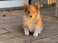 Holly, a female Pembroke Welsh Corgi for sale in Axtell, NE – Photo 2 of 3
