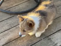 Holly, a female Pembroke Welsh Corgi for sale in Axtell, NE – Photo 1 of 3