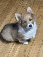 Holly, a female Pembroke Welsh Corgi for sale in Axtell, NE – Photo 3 of 3