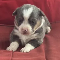 Binx, a male Pembroke Welsh Corgi for sale in Axtell, NE – Photo 7 of 9