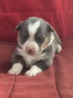 Binx, a male Pembroke Welsh Corgi for sale in Axtell, NE – Photo 7 of 9