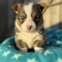 Binx, a male Pembroke Welsh Corgi for sale in Axtell, NE – Photo 6 of 9