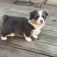 Binx, a male Pembroke Welsh Corgi for sale in Axtell, NE – Photo 4 of 9