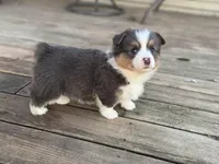 Binx, a male Pembroke Welsh Corgi for sale in Axtell, NE – Photo 4 of 9