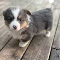 Binx, a male Pembroke Welsh Corgi for sale in Axtell, NE – Photo 1 of 9