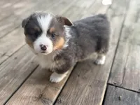 Binx, a male Pembroke Welsh Corgi for sale in Axtell, NE – Photo 1 of 9