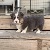 Binx, a male Pembroke Welsh Corgi for sale in Axtell, NE – Photo 3 of 9