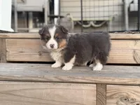 Binx, a male Pembroke Welsh Corgi for sale in Axtell, NE – Photo 3 of 9