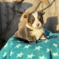 Binx, a male Pembroke Welsh Corgi for sale in Axtell, NE – Photo 8 of 9