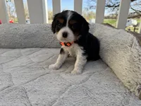 Lou, a male Cavalier King Charles Spaniel for sale in Axtell, NE – Photo 1 of 2