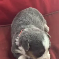 Binx, a male Pembroke Welsh Corgi for sale in Axtell, NE – Photo 5 of 9