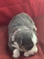 Binx, a male Pembroke Welsh Corgi for sale in Axtell, NE – Photo 5 of 9