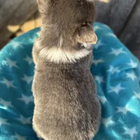 Binx, a male Pembroke Welsh Corgi for sale in Axtell, NE – Photo 9 of 9