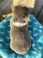 Binx, a male Pembroke Welsh Corgi for sale in Axtell, NE – Photo 9 of 9