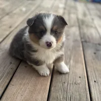 Binx, a male Pembroke Welsh Corgi for sale in Axtell, NE – Photo 2 of 9
