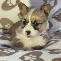 Bobbie, a female Pembroke Welsh Corgi for sale in Axtell, NE – Photo 3 of 3