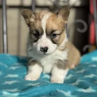 Bobbie, a female Pembroke Welsh Corgi for sale in Axtell, NE – Photo 1 of 3