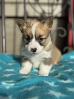 Bobbie, a female Pembroke Welsh Corgi for sale in Axtell, NE – Photo 1 of 3
