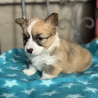 Bobbie, a female Pembroke Welsh Corgi for sale in Axtell, NE – Photo 2 of 3