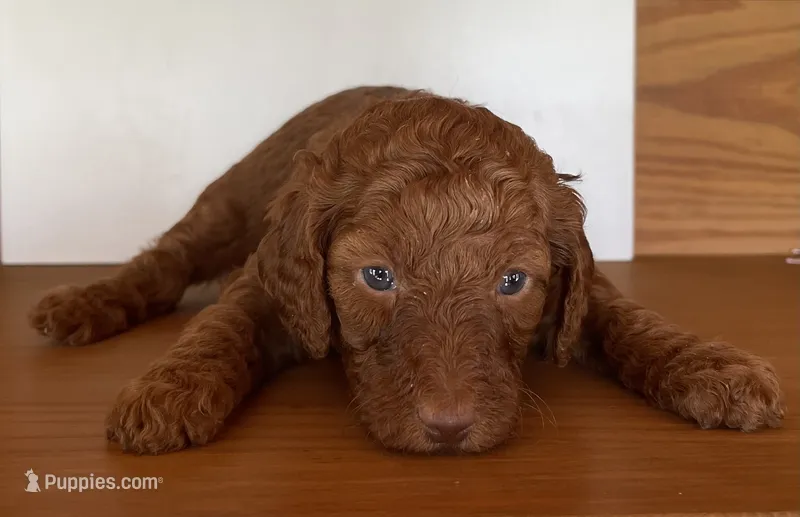 Red Collar – Poodle - Standard  puppy for sale in Loogootee, IN