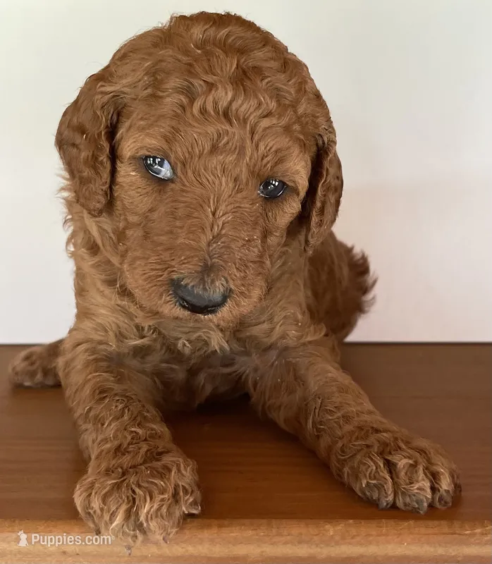 Light  Pink Collar – Poodle - Standard  puppy for sale in Loogootee, IN