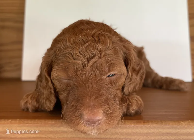 Light Blue Collar – Poodle - Standard  puppy for sale in Loogootee, IN