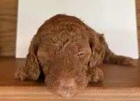 Light Blue Collar, a female Poodle - Standard  for sale in Loogootee, IN – 1 of 1