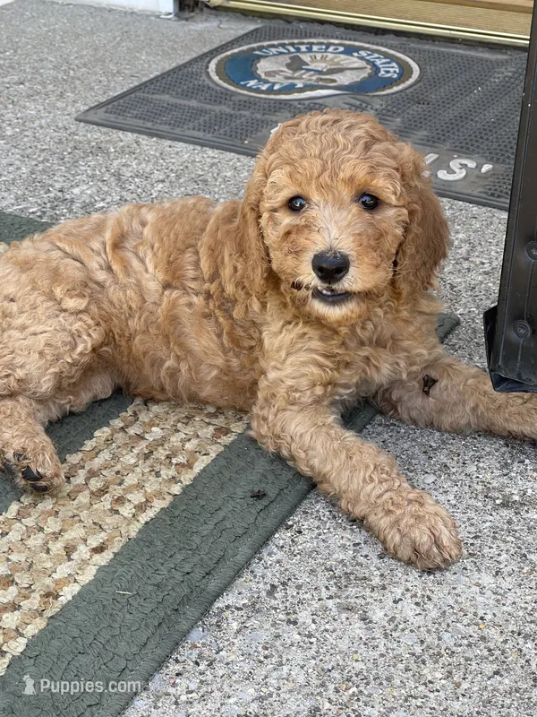 Dark Pink Collar – Poodle - Standard  puppy for sale in Loogootee, IN